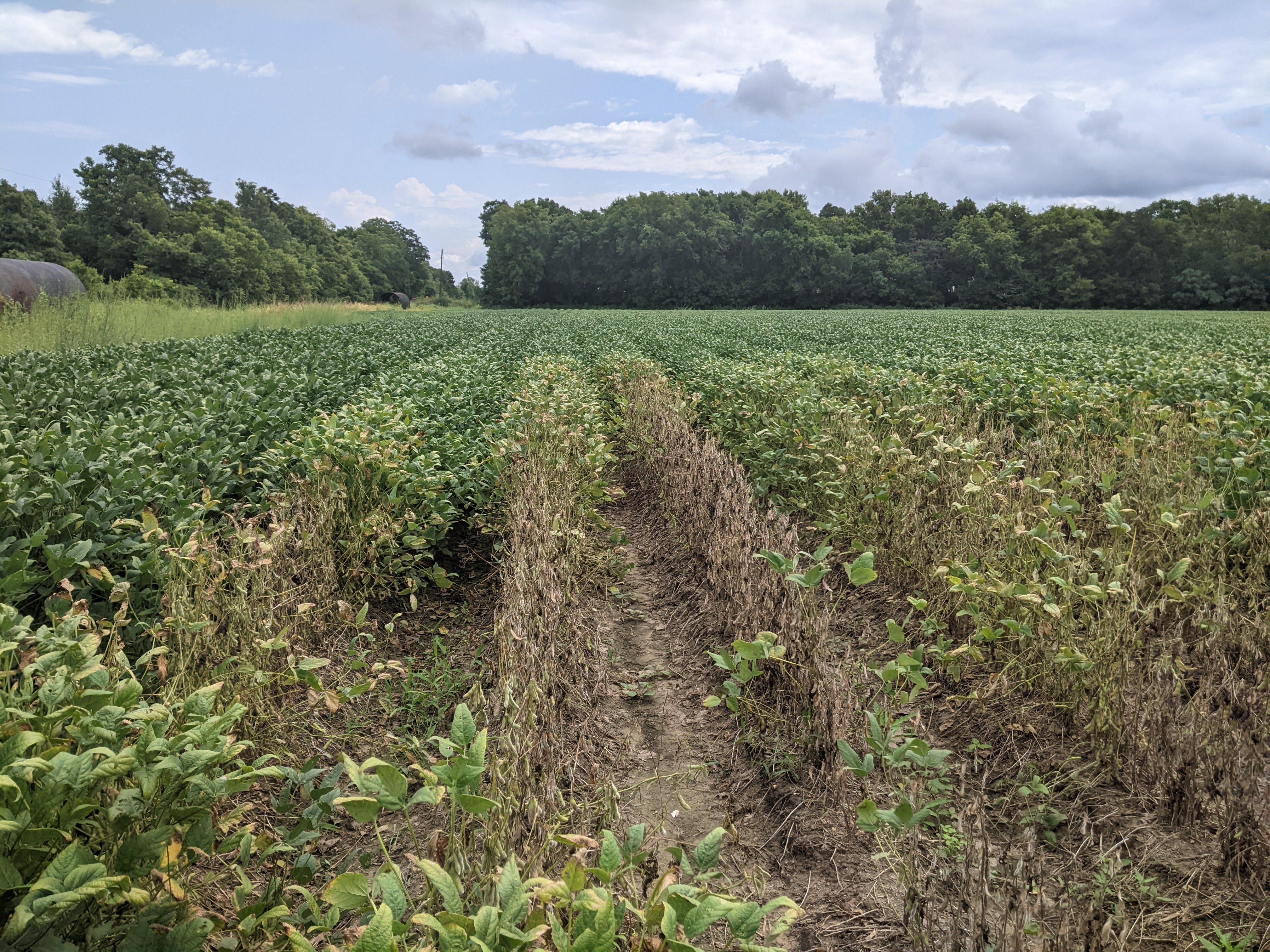 Don’t Forget About Nematodes When Diagnosing Irregular Patches of Poor Soybean Growth
